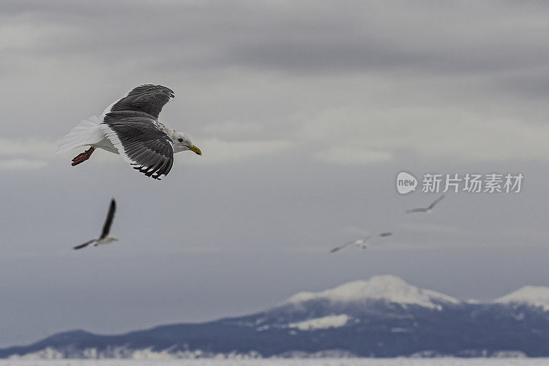 石板背鸥(Larus schistisagus)，是一种大型白头鸥。日本北海道，鄂霍次克海